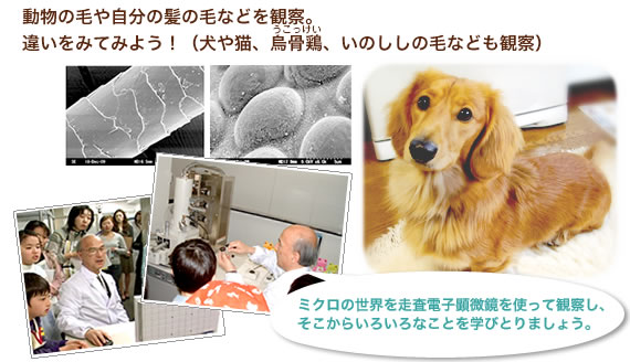 動物の毛や自分の髪の毛などを観察。違いをみてみよう!