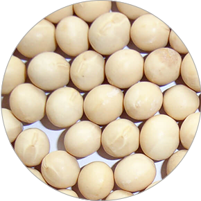 大豆